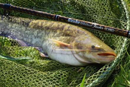 Giants Fishing Gaube Medium Method Feeder Bot 12ft 40-90g